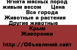 Ягнята мясных пород живым весом.  › Цена ­ 125 - Все города Животные и растения » Другие животные   . Крым,Жаворонки